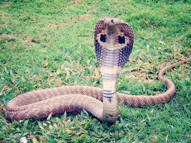 若在野外遇到蟒蛇,千万不可任意拍打或试图驱赶.(图/pixabay)