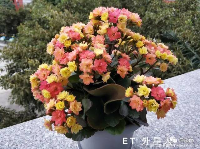 长寿花 et外星人