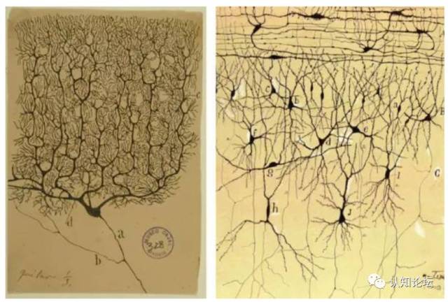 y cajal(首次发现神经元并用显微镜观察后勾画出其结构)提出的