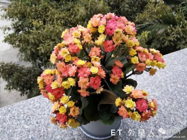 长寿花 et外星人