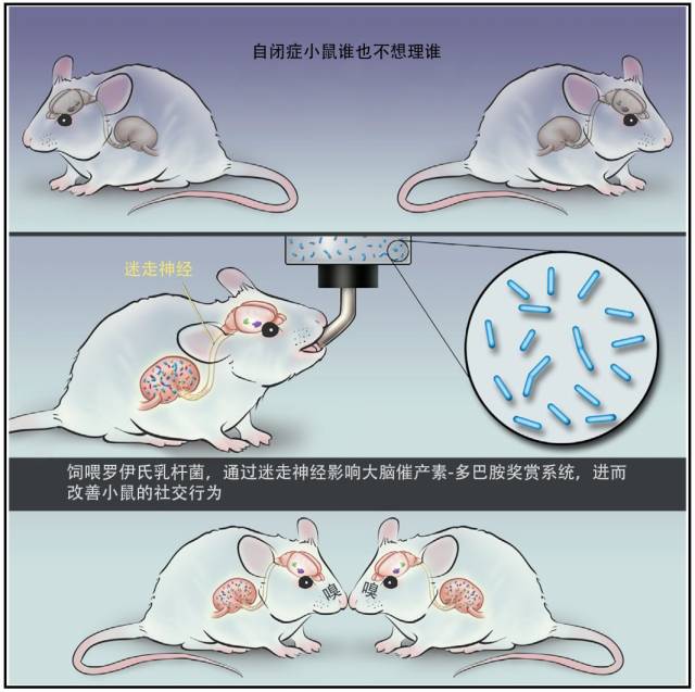 让自闭症小鼠告别"社恐",仅需一瓶乳酸菌?
