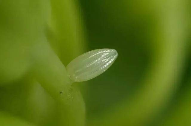 【科普钟山】春暖花开,菜粉蝶成为紫金山上一道美丽的风景