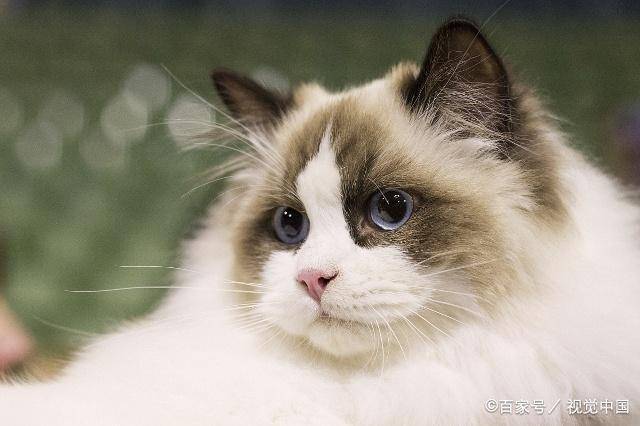 智商很高的4种喵星人,中华田园猫上榜,仙女猫原来也这么聪明!