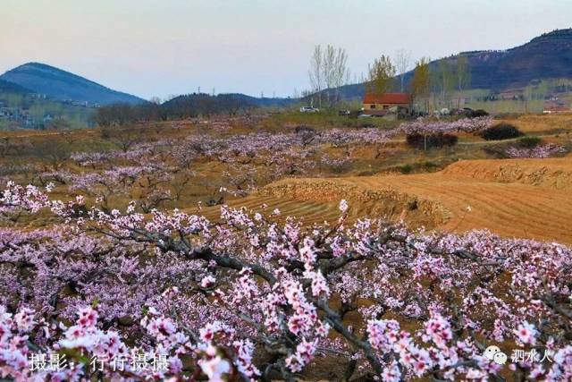泗水新风景:路过泗张星辰谷,实拍桃花节开幕前的圣地桃源桃花美景及