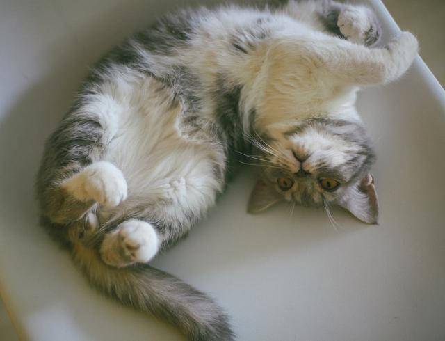 猫咪爱你的10种行为,有些很暖心,有些很让人糟心!你中