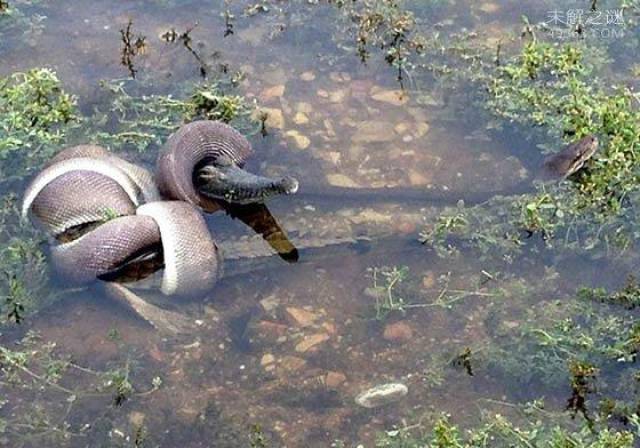 有人拍摄到蟒蛇大战鳄鱼,谁能吃掉对方?