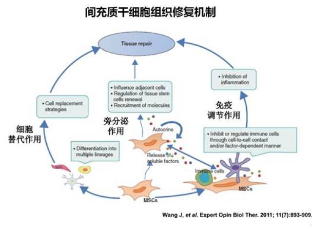 间充质干细胞抑制细胞凋亡及抗炎症机制