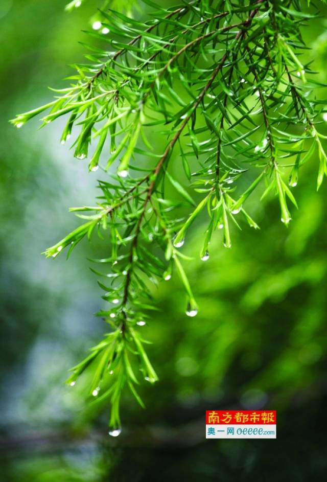 2019年4月1日,清明时节雨纷纷,绿芽上挂着晶莹的小雨珠.