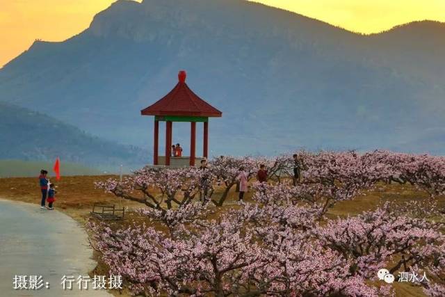 泗水新风景:路过泗张星辰谷,实拍桃花节开幕前的圣地桃源桃花美景及