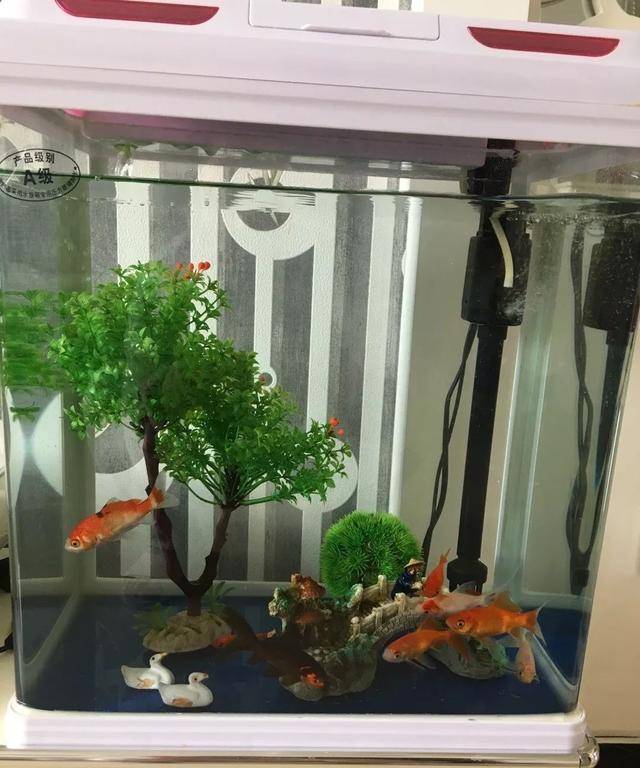 鱼缸水中含有超多氮,磷,钾等其他微量元素,能够为多肉补充养分,让多肉