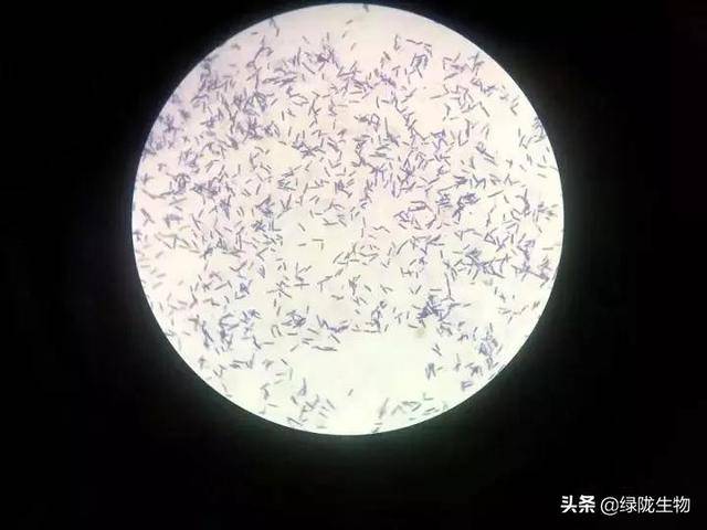 凝结芽孢杆菌的特点,作用机制及生物学功能