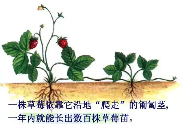 1,匍匐茎是草莓的主要繁殖器官.