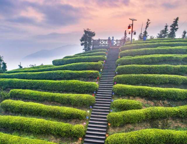 既能品茶又能赏仙境般景色苍南五凤茶园来中国最美茶园喝春茶