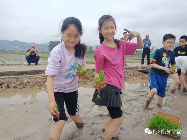 春耕无限乐,快乐童趣学插秧 感受作物生长的奇妙与伟大