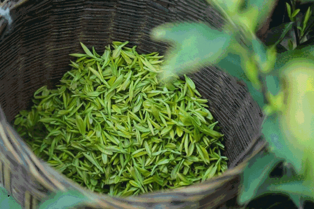 春天到 采茶忙
