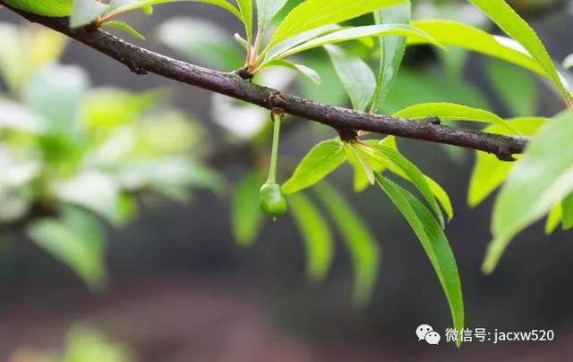 李袋果病为李树常见病害, 对李子的生长有着不小的危害,严重影响李子