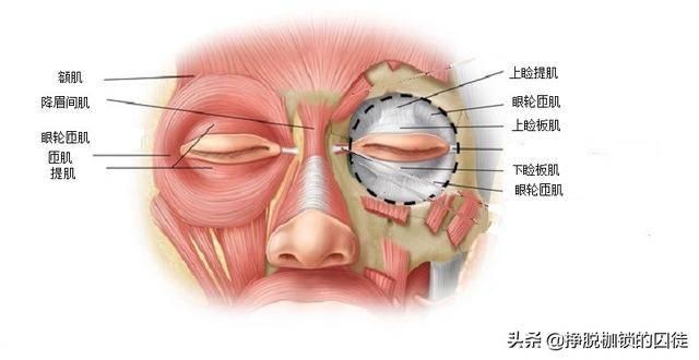 涉及的肌肉主要是面神经支配的 眼轮匝肌,是负责眼睛闭合的主要肌肉