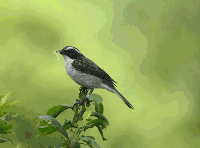 【招募】2019年国家级自然保护区系列森林夏令营(重庆