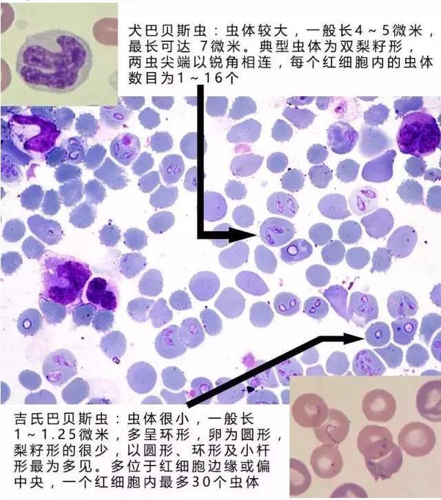 血液寄生虫分为球虫病和巴贝斯虫病.其中,巴贝斯虫病最可怕.