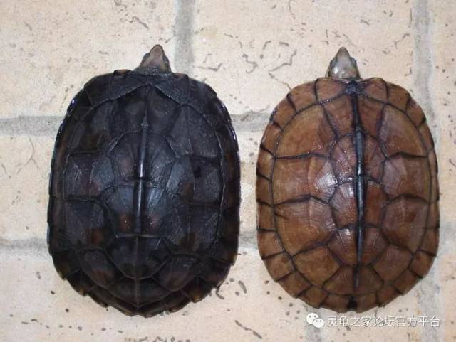国产黄喉拟水龟与日本八重山黄喉的区别从何而来