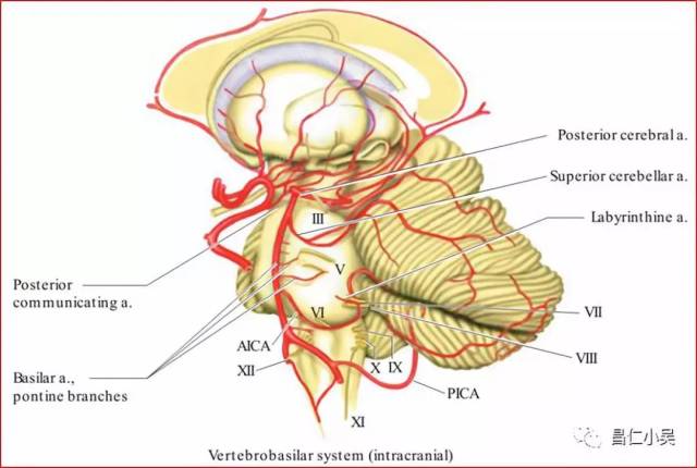 解剖学习笔记| 椎基底动脉系统