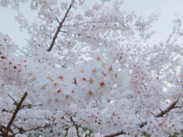 《一树樱花正烂漫》