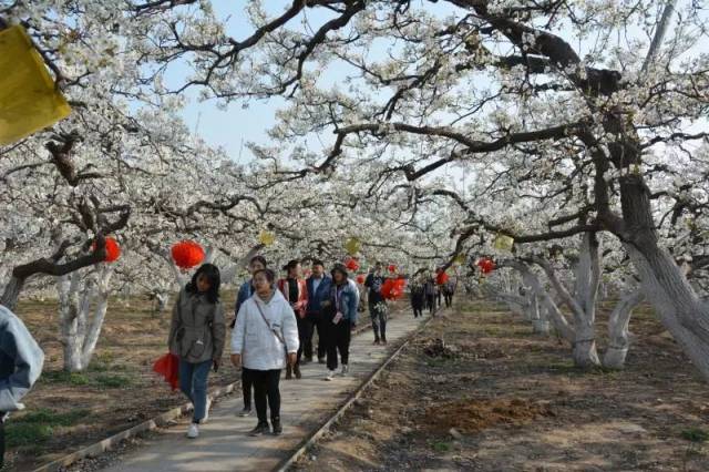 新闻●梨花节,30余家网络媒体来赵县采风