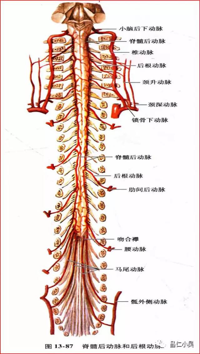 4,椎-基底动脉分支 椎动脉分支:脑膜支;脊髓后动脉;脊髓前动脉;小脑后