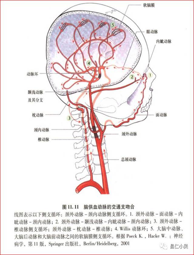 鼻背动脉,筛动脉与眶下动脉,蝶腭动脉在上颌及鼻腔内吻合