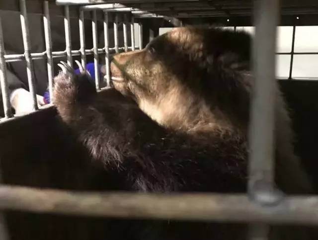 曼苏尔并没有被送到自然保护区 而是被卖到了猎犬训练基地 被牢笼