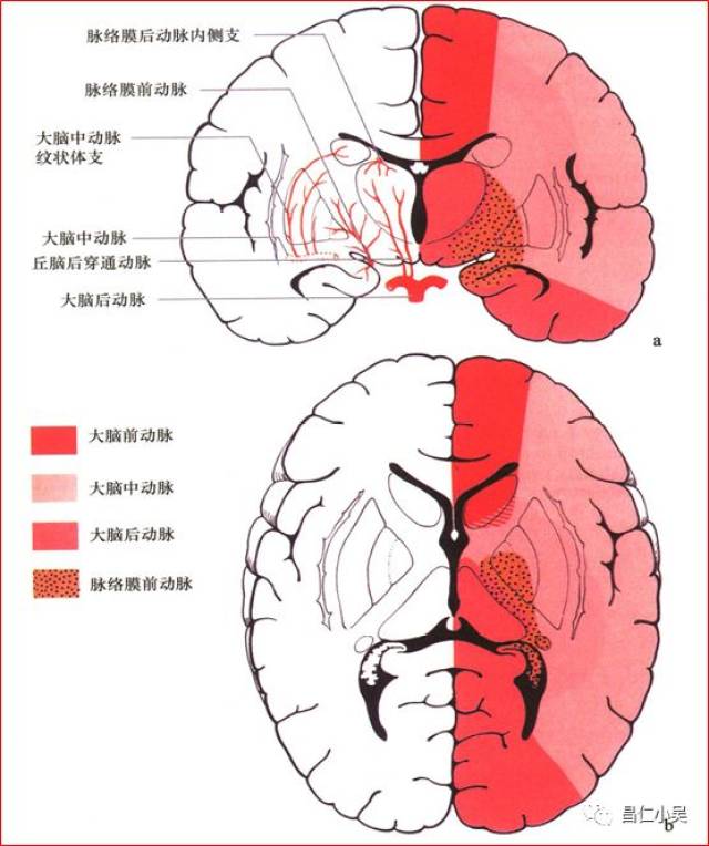 解剖学习笔记 椎基底动脉系统