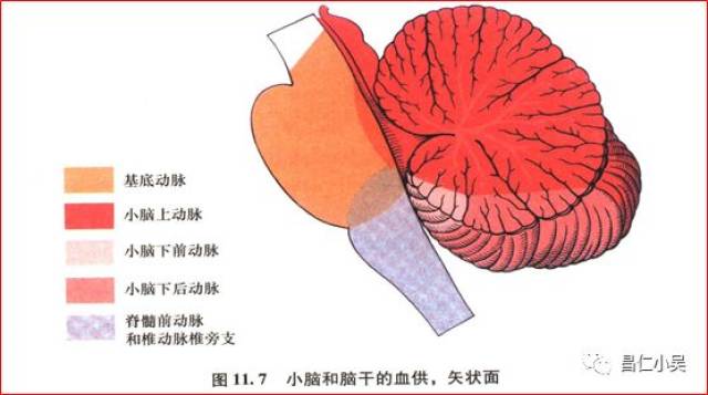 11,大脑后动脉(pca pca 起自ba顶端分叉部,在大脑脚间池的外侧缘与p