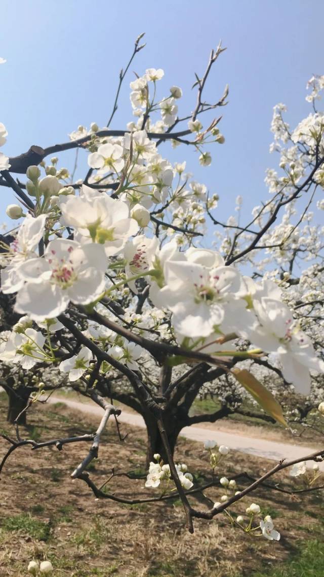 又见梨花开|一场梨花雨,惊艳了丰县整个春天