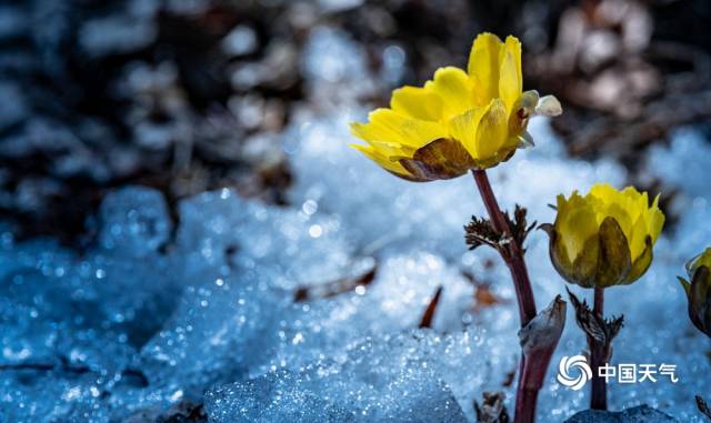 清明时节哈尔滨冰凌花雪中盛开