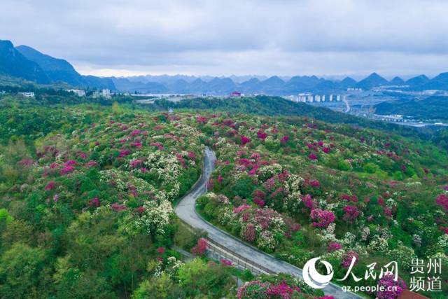 v大全毕节贵州百里大全攻略.涂敏摄a大全之刃boss战景区杜鹃图片