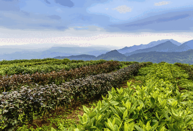 【邀请函】4月9日,沐川首届竹乡采茶节,邀您赏春品茗……(分享转载有
