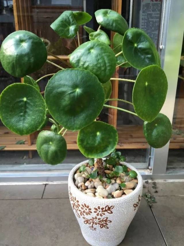 金钱草 金钱草又叫遍地黄,镜面草,叶片圆圆的,夏季翠绿,秋季金黄,它图片