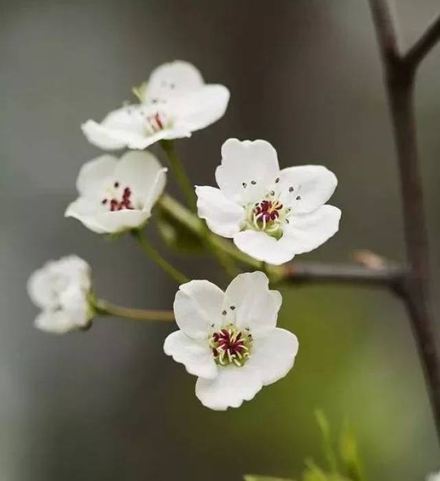 七种最美的小白花,思念离去的那个人