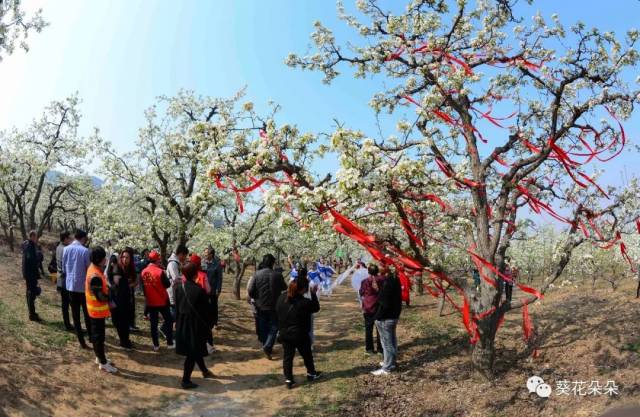 此次梨花节为期17天,主题为"相约梨花小镇·畅游平安之城",旨在"以