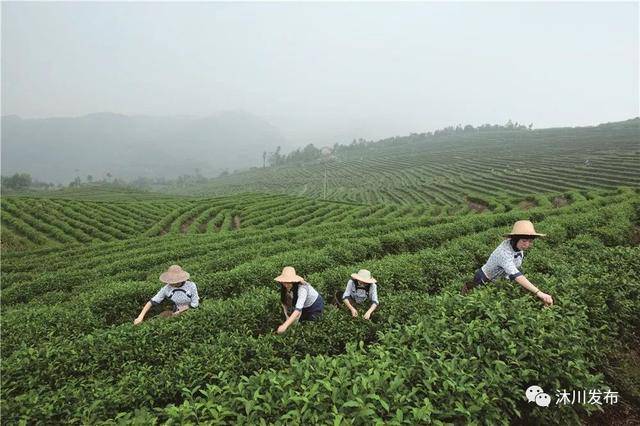 【邀请函】4月9日,沐川首届竹乡采茶节,邀您赏春品茗(分享转载有