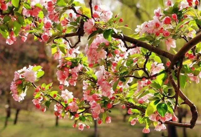 保定市春游易州踏青赏花线路