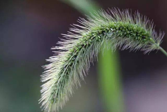 狗尾巴草简介