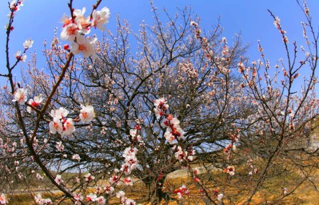 区南门外八里庙沟老家的那一棵棵老杏树