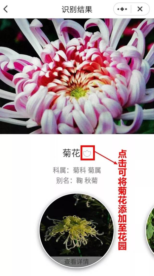 【黄金瞳】拍照识花,花花世界尽收眼底_手机搜狐网