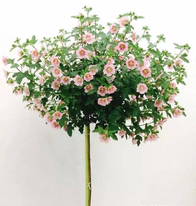 小木槿养护要点