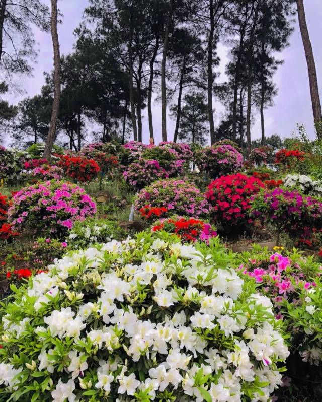 满山杜鹃花美炸天,景美人少还不要门票.