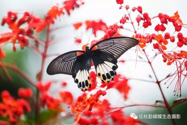 宁号孟蝉随鬓袅,莫为鬼蝶幻身藏. 惜花却似诗人性,日舞中间夜宿房.