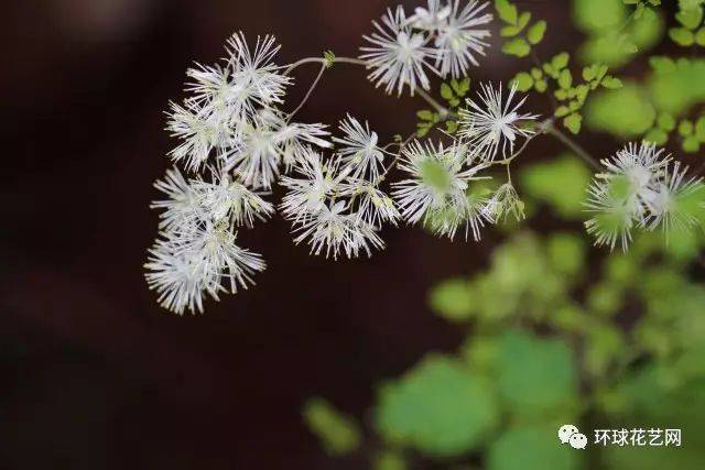 散状花材也称为雾状花材,是指由许多简单的小花朵构成星点状蓬松轻盈