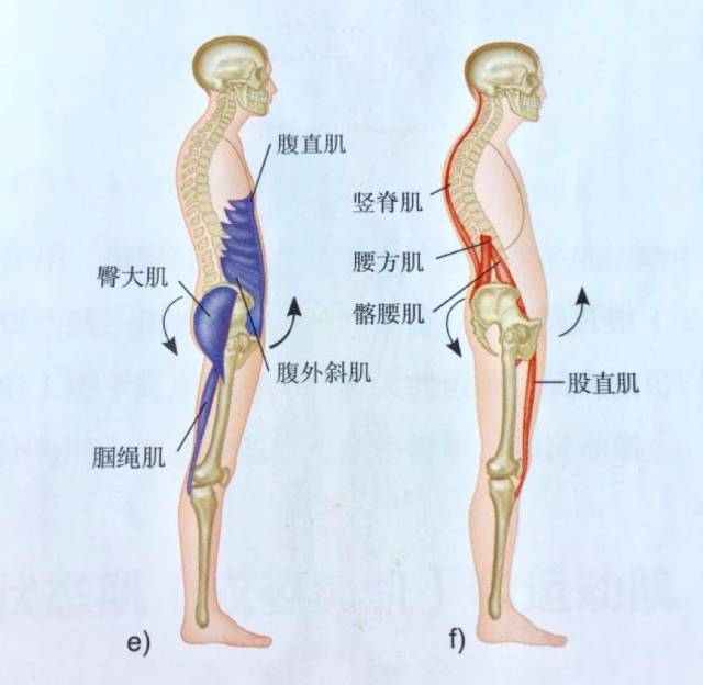 当你的臀大肌和腘绳肌以及腹直肌因过度紧张而短缩,而股直肌无力被