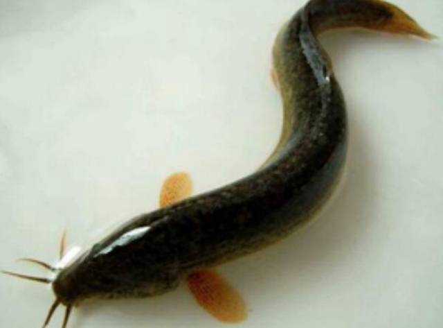 地球上10大奇特的夏眠动物,它们在生机勃勃的